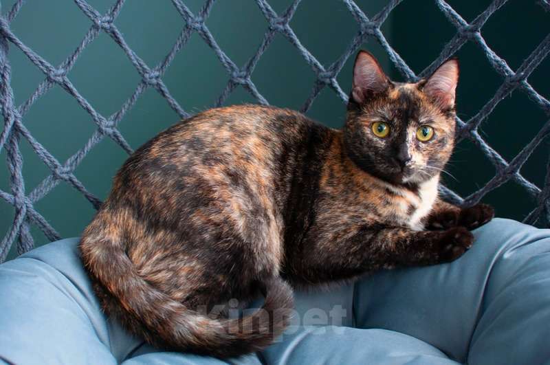 Кошки в Москве: Трехцветная кошка Мисти с золотыми глазами на счастье Девочка, Бесплатно - фото 3