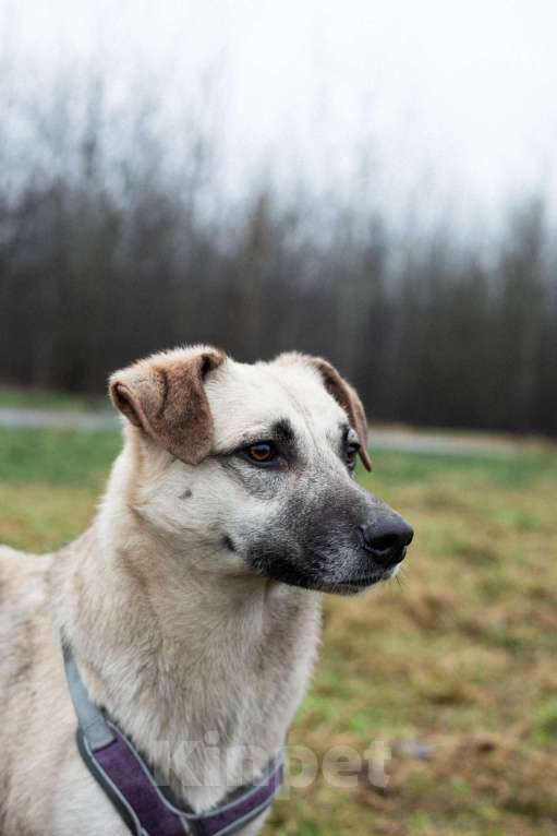 Собаки в Москве: Маленькая Венди Девочка, Бесплатно - фото 1