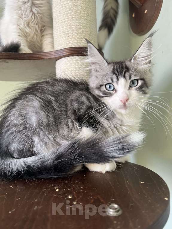 Кошки в Петрозаводске: Кошечка с голубыми глазами Девочка, 30 000 руб. - фото 2