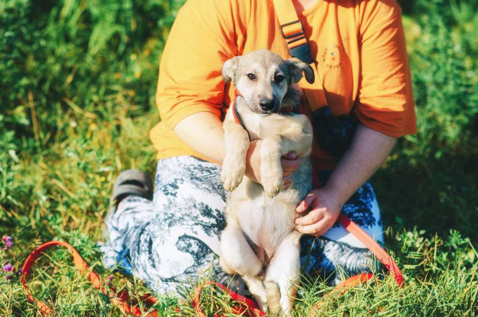 Собаки в Москве: Личи Девочка, Бесплатно - фото 10