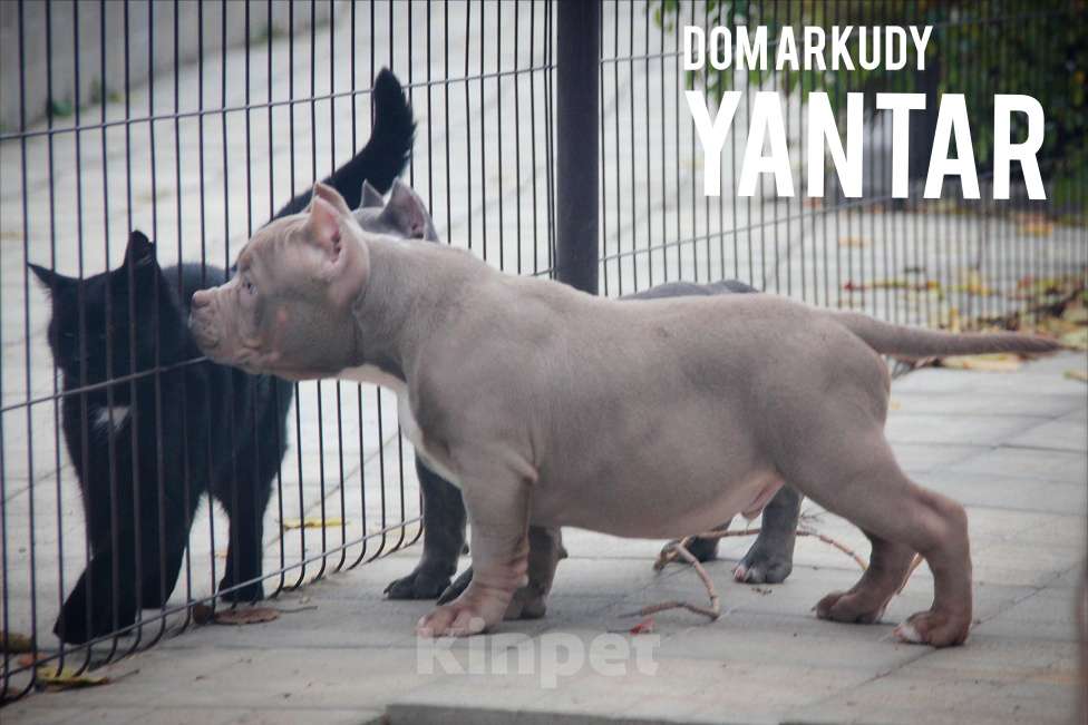 Собаки в Саратове: Американский Булли Питомник Мальчик, 150 000 руб. - фото 2