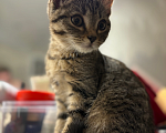 Кошки в Барнауле: Котёнок в добрые руки срочно! Мальчик, Бесплатно - фото 1