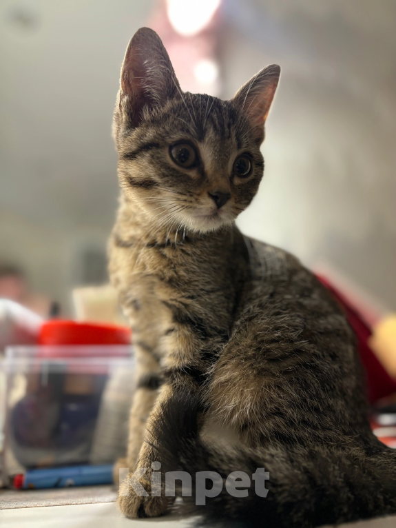 Кошки в Барнауле: Котёнок в добрые руки срочно! Мальчик, Бесплатно - фото 1