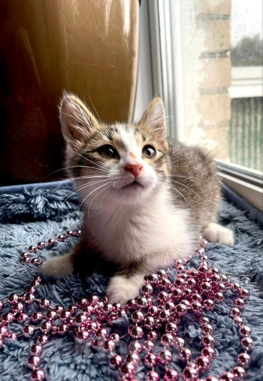 Кошки в Москве: Котенлк Арсений ищет дом Мальчик, Бесплатно - фото 2