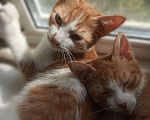 Кошки в Москве: Два котика легче воспитывать, чем одного Мальчик, 500 руб. - фото 3