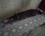Кошки в Фролово: Котик ищет девочку, 700 руб. - фото 1