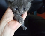 Кошки в других городах Башкортостана: Котята от британской кошки Разнополые, Бесплатно - фото 5