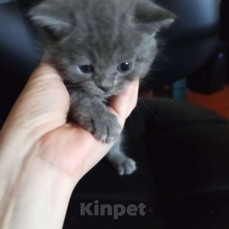 Кошки в других городах Башкортостана: Котята от британской кошки Разнополые, Бесплатно - фото 5