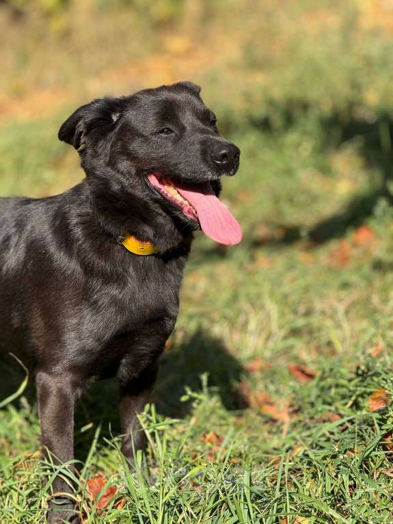 Собаки в Москве: Щенок Марио Мальчик, Бесплатно - фото 7