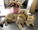 Кошки в Москве: Вязка с шотландским вислоухим котом Мальчик, 9 000 руб. - фото 4