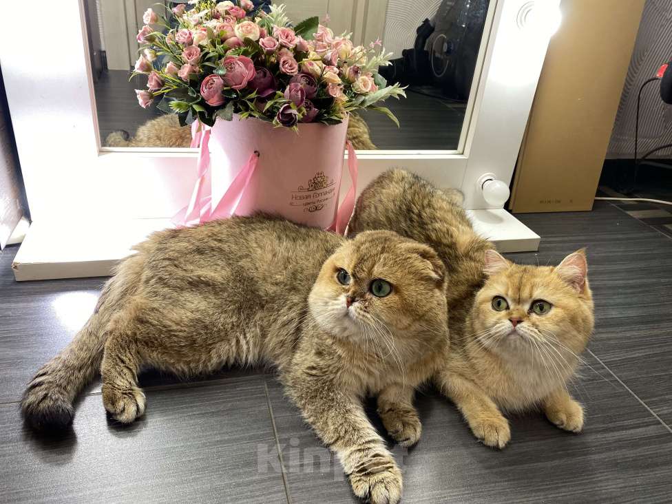 Кошки в Москве: Вязка с шотландским вислоухим котом Мальчик, 9 000 руб. - фото 4