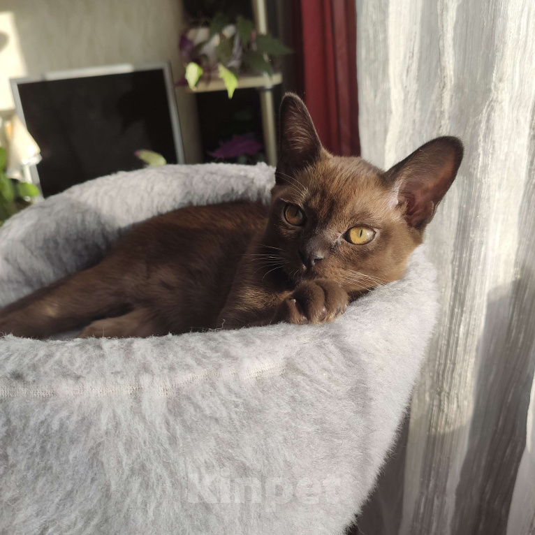 Кошки в Москве: Котята европейской бурмы Девочка, 50 000 руб. - фото 2