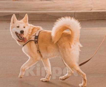 Собаки в Москве: метис акиты Харт был брошен у приюта Мальчик, 10 руб. - фото 2
