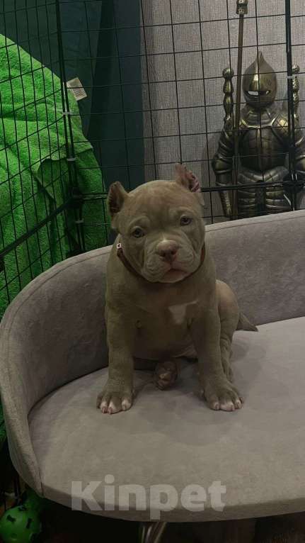 Собаки в Новосибирске: Щенки американского булли — лилак, голубые, тигровый Разнополые, Бесплатно - фото 4