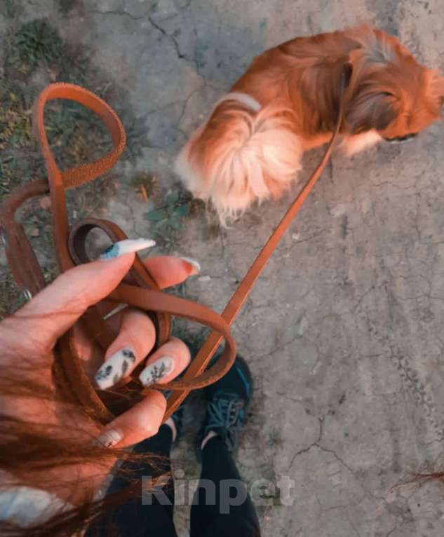 Собаки в Уссурийске: Пропала собака 08.02.2025 Девочка, 5 000 руб. - фото 2