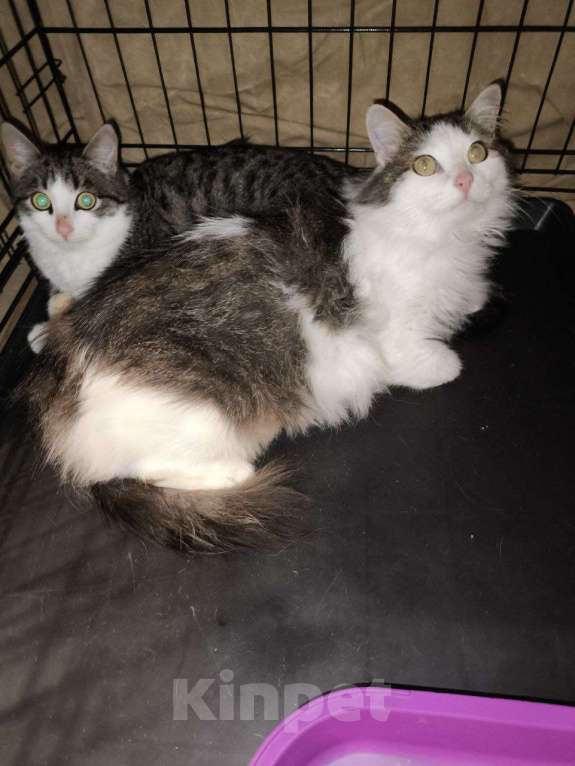 Кошки в Казани: Котенок подросток девочка Девочка, Бесплатно - фото 2