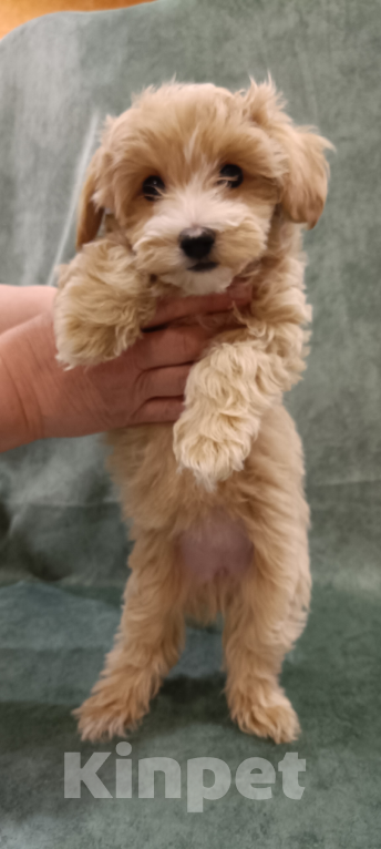 Собаки в Москве: щенки Мальтипу Девочка, Бесплатно - фото 1