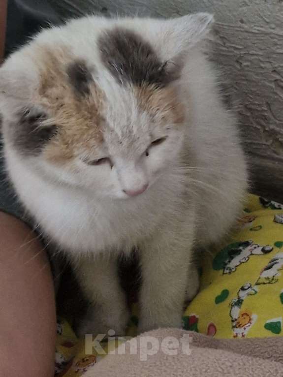 Кошки в других городах Белгородской области:  над ним издеваются дети, бросают, пинают Мальчик, Бесплатно - фото 2