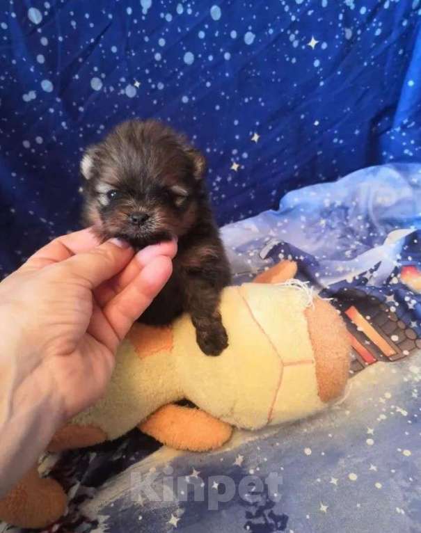 Собаки в Самаре: Шпицы карандаши, 1 руб. - фото 3