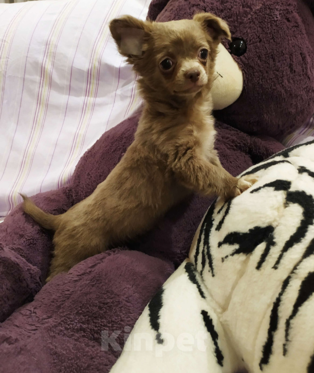 Собаки в Москве: Дш лиловая девчонка  Девочка, 60 000 руб. - фото 3