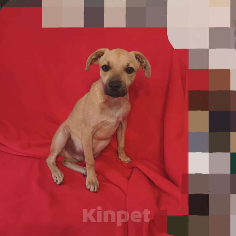 Собаки в Санкт-Петербурге: Щенок в добрые руки  Мальчик, Бесплатно - фото 2