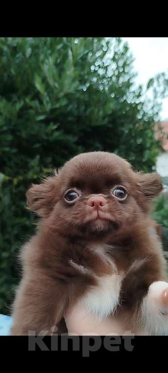 Собаки в Москве: МедвежоноЧИХ Мальчик, 50 000 руб. - фото 5