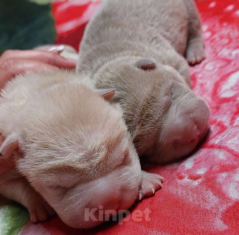 Собаки в Москве: Шарпейные девочки Девочка, 50 000 руб. - фото 2