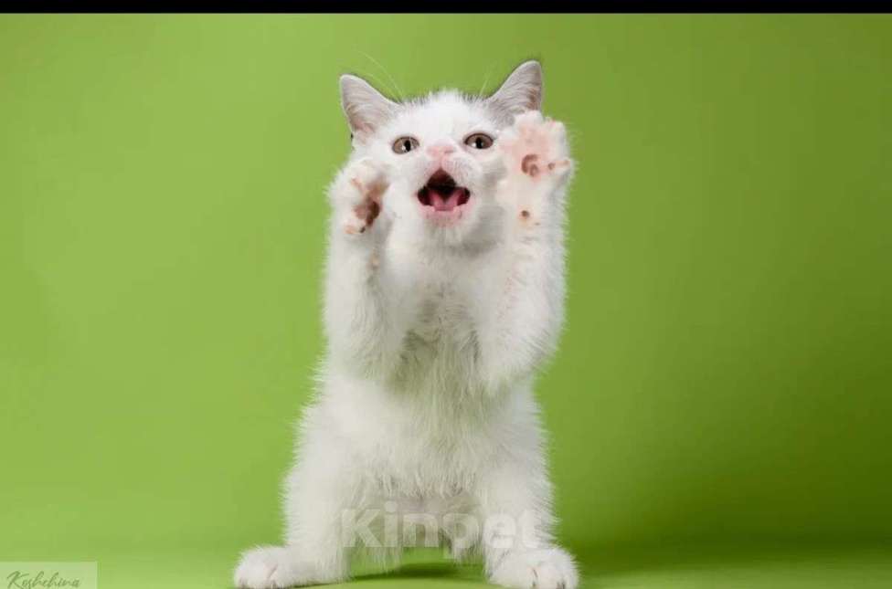 Кошки в Москве: Шотландский нарядный мальчик Мальчик, 30 000 руб. - фото 5