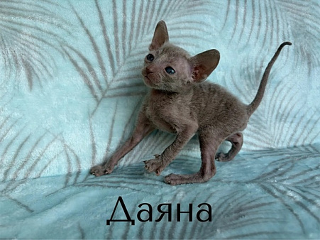 Кошечка Даяна