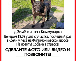 Собаки в Москве: На улице не выживет! Нужна ветпомощь! Девочка, Бесплатно - фото 4
