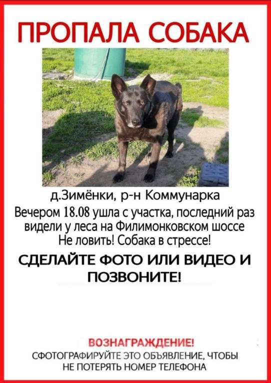 Собаки в Москве: На улице не выживет! Нужна ветпомощь! Девочка, Бесплатно - фото 4