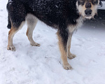 Собаки в Ногинске: Ваше добро останется  Вами! Помогите песику не пропасть... Девочка, Бесплатно - фото 3