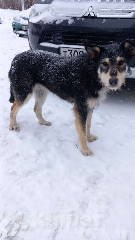 Собаки в Ногинске: Ваше добро останется  Вами! Помогите песику не пропасть... Девочка, Бесплатно - фото 3