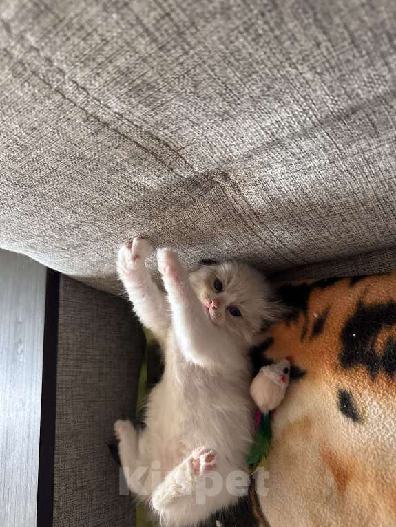 Кошки в Краснодаре: Регдолл сил биколор Девочка, 20 000 руб. - фото 2