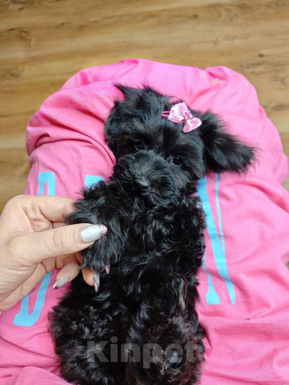 Собаки в Москве: Мальтипу девочка black 🖤 Девочка, 89 000 руб. - фото 2