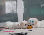 Собаки в Омске: Мальтезе щенок Левгорд Дафна Девочка, 140 000 руб. - фото 6