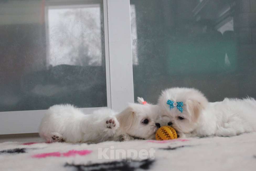 Собаки в Омске: Мальтезе щенок Левгорд Дафна Девочка, 140 000 руб. - фото 6