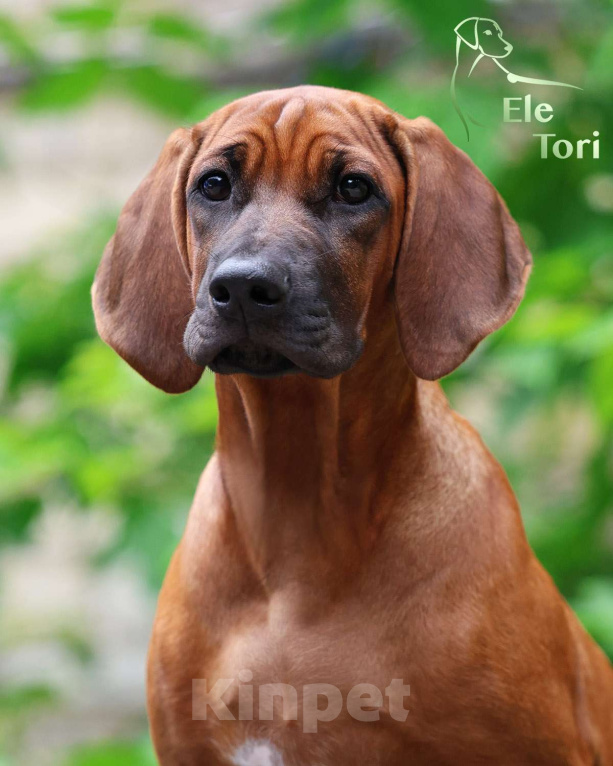 Собаки в Москве: Лучшая девочка родезийского риджбека Девочка, 120 000 руб. - фото 4