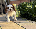 Собаки в Армавире: Кавалер Кинг Чарльз спаниель Девочка, 70 000 руб. - фото 1