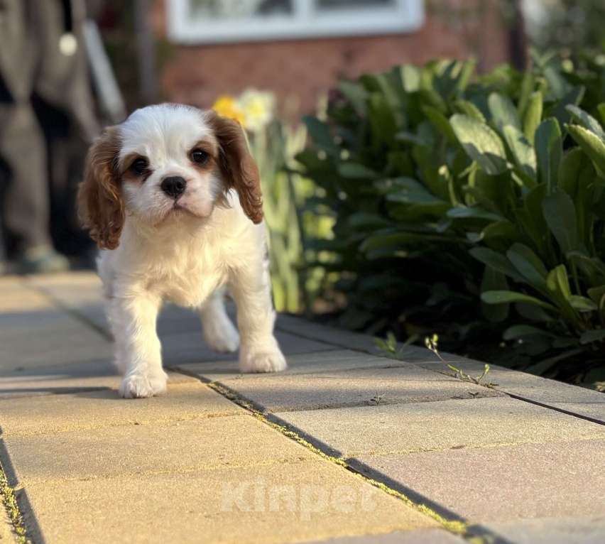 Собаки в Армавире: Кавалер Кинг Чарльз спаниель Девочка, 70 000 руб. - фото 1