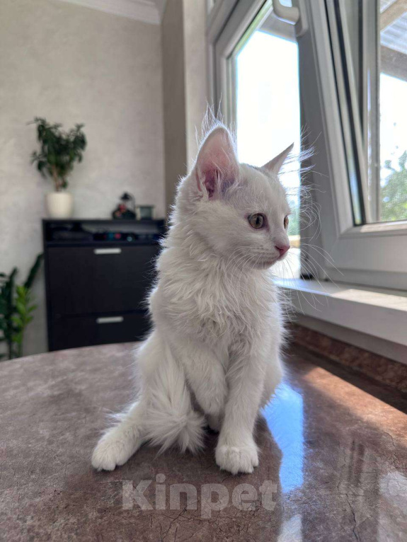 Кошки в Ставрополе: Кошечка малышка котенок 2,5 месяца кошка белая Девочка, Бесплатно - фото 1