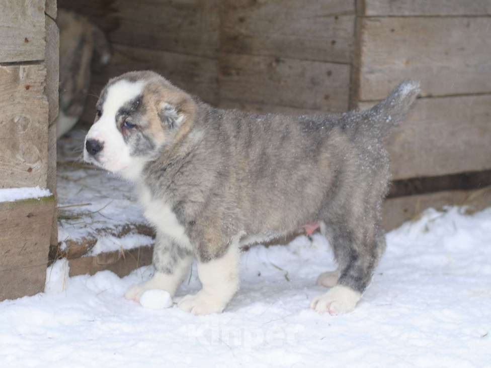 Собаки в Саратове:  щенк САО, алабай Мальчик, Бесплатно - фото 4