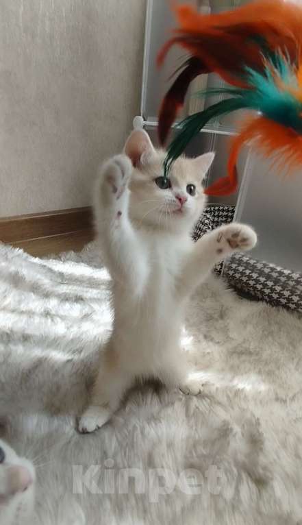 Кошки в Ставрополе: Британская золотая шиншилла (девочка) Девочка, 65 000 руб. - фото 3