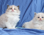 Кошки в Санкт-Петербурге: Рэгдолл Мальчик, 80 000 руб. - фото 3