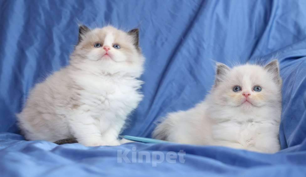 Кошки в Санкт-Петербурге: Рэгдолл Мальчик, 80 000 руб. - фото 3