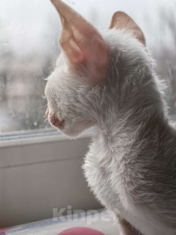Кошки в Санкт-Петербурге: Busilda Девочка, 40 000 руб. - фото 4