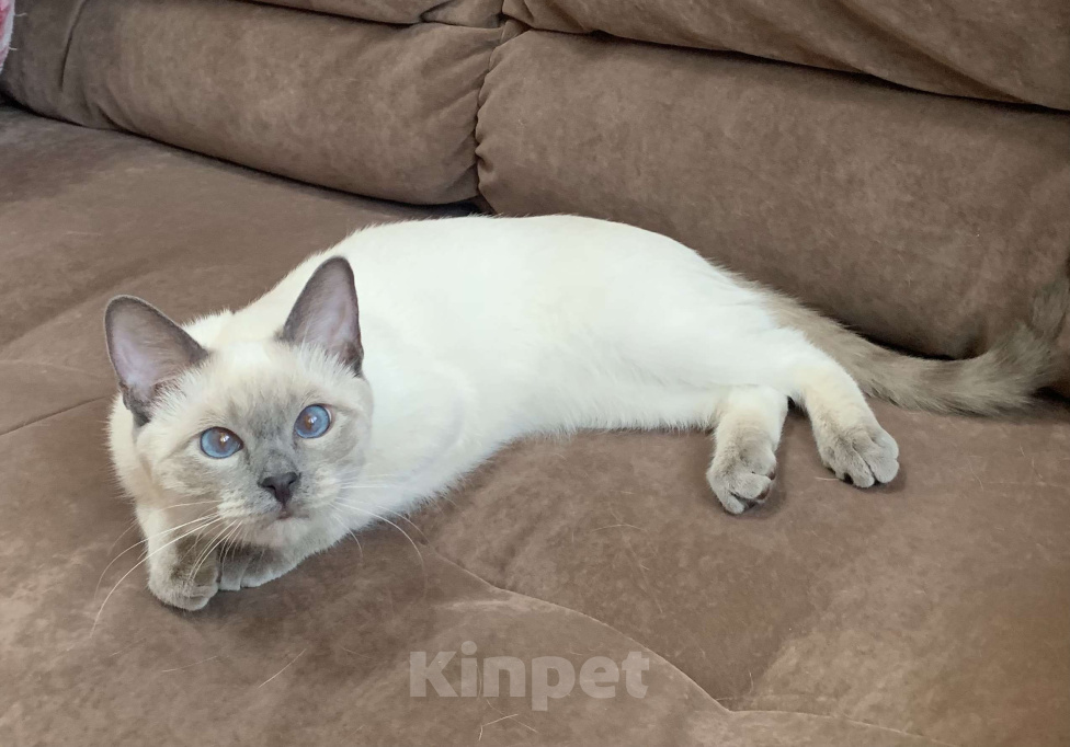 Кошки в Москве: Тайский котик, окрас блю-пойнт Мальчик, Бесплатно - фото 3