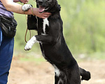 Собаки в Химках: Ларс в самые добрые руки Мальчик, Бесплатно - фото 2