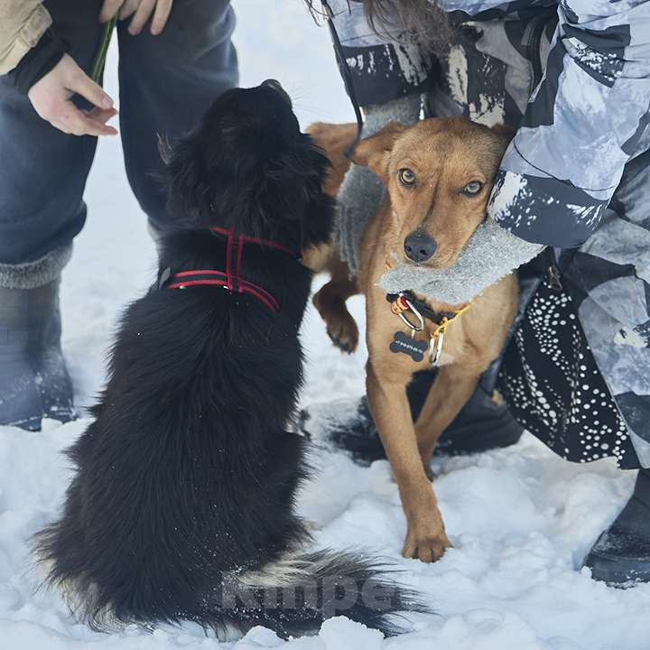 Собаки в Москве: Рыжее солнышко ВИНКИ ищет семью Девочка, 10 руб. - фото 8