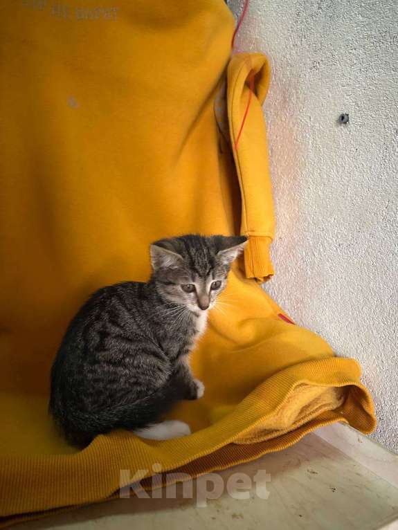 Кошки в Москве: котенок-энерджайзер Елизавета ищет дом Девочка, 10 руб. - фото 6